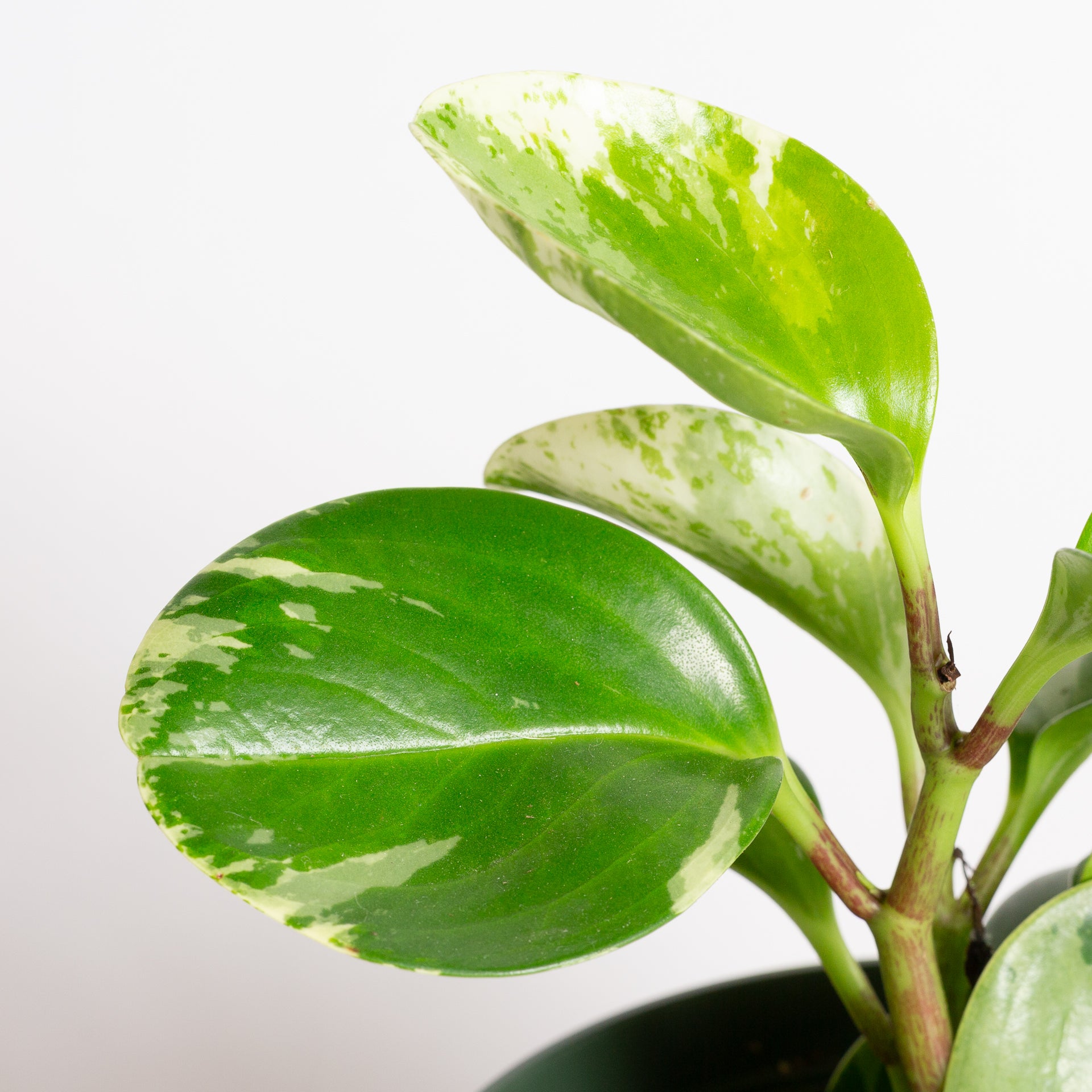 American Baby Rubber 'Marble' 6" - Urban Sprouts