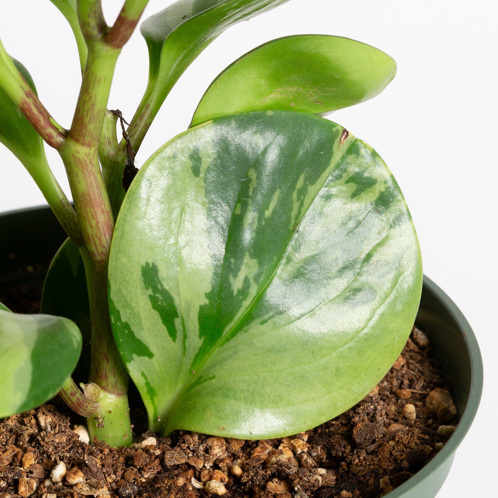 American Baby Rubber 'Marble' 6" - Urban Sprouts