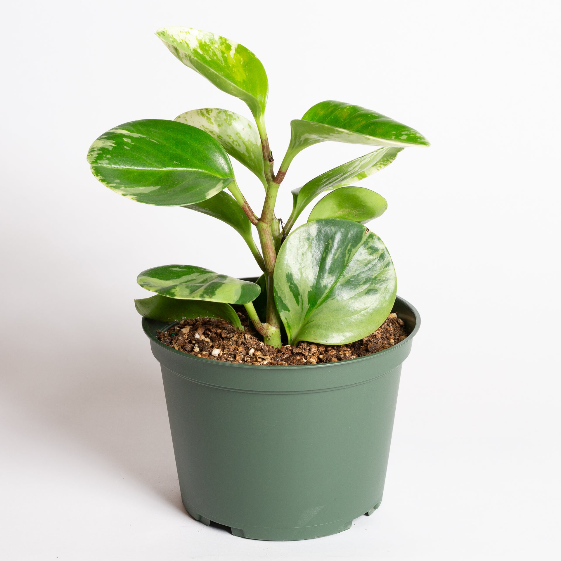 American Baby Rubber 'Marble' 6" - Urban Sprouts