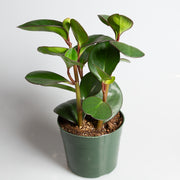 American Baby Rubber 'Red Edge' 6" - Urban Sprouts