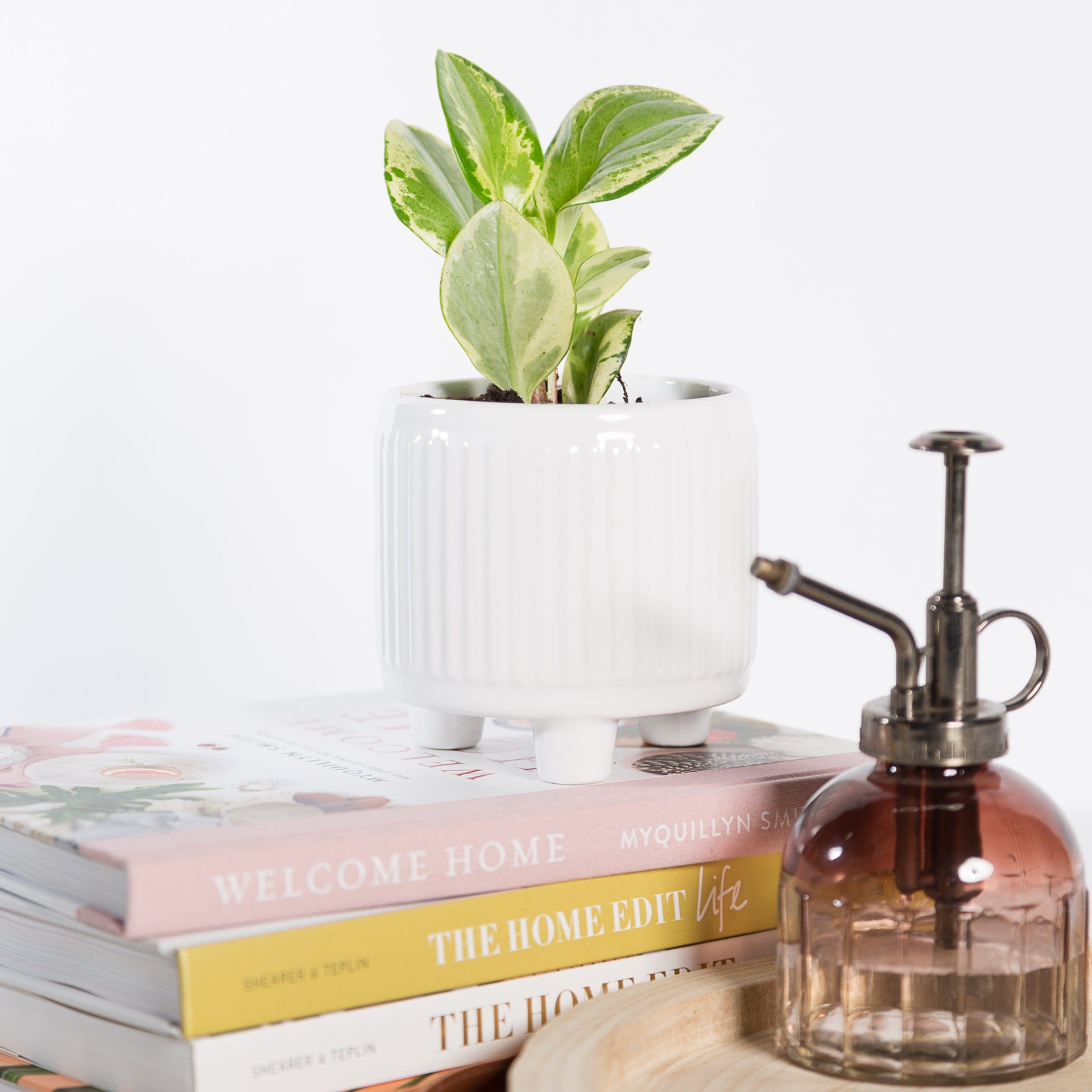 Urban Sprouts Plant American Baby Rubber Plant 'Variegated'