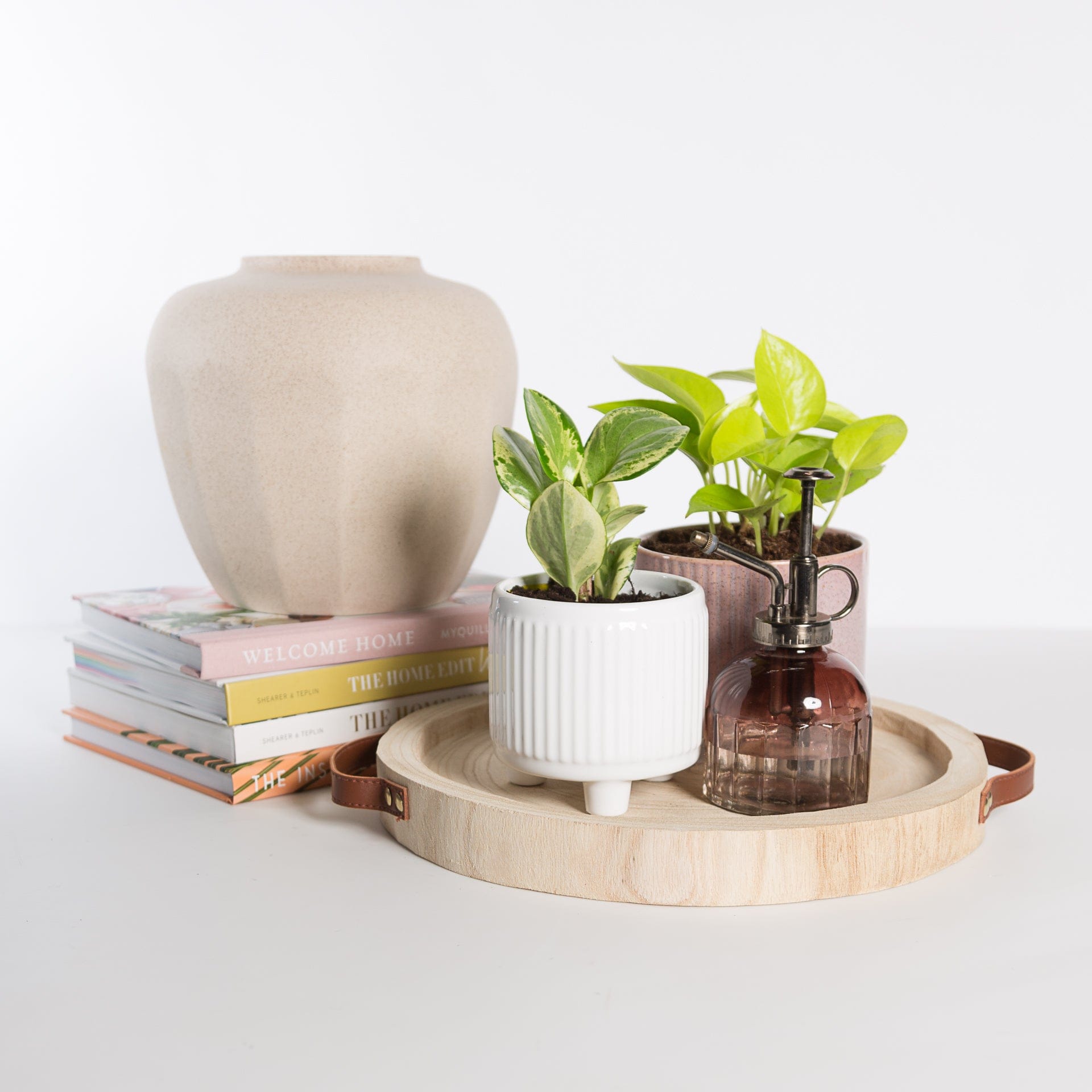 Urban Sprouts Plant American Baby Rubber Plant 'Variegated'