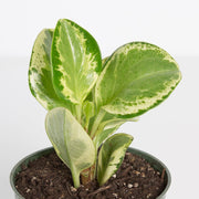 Urban Sprouts Plant American Baby Rubber Plant 'Variegated'