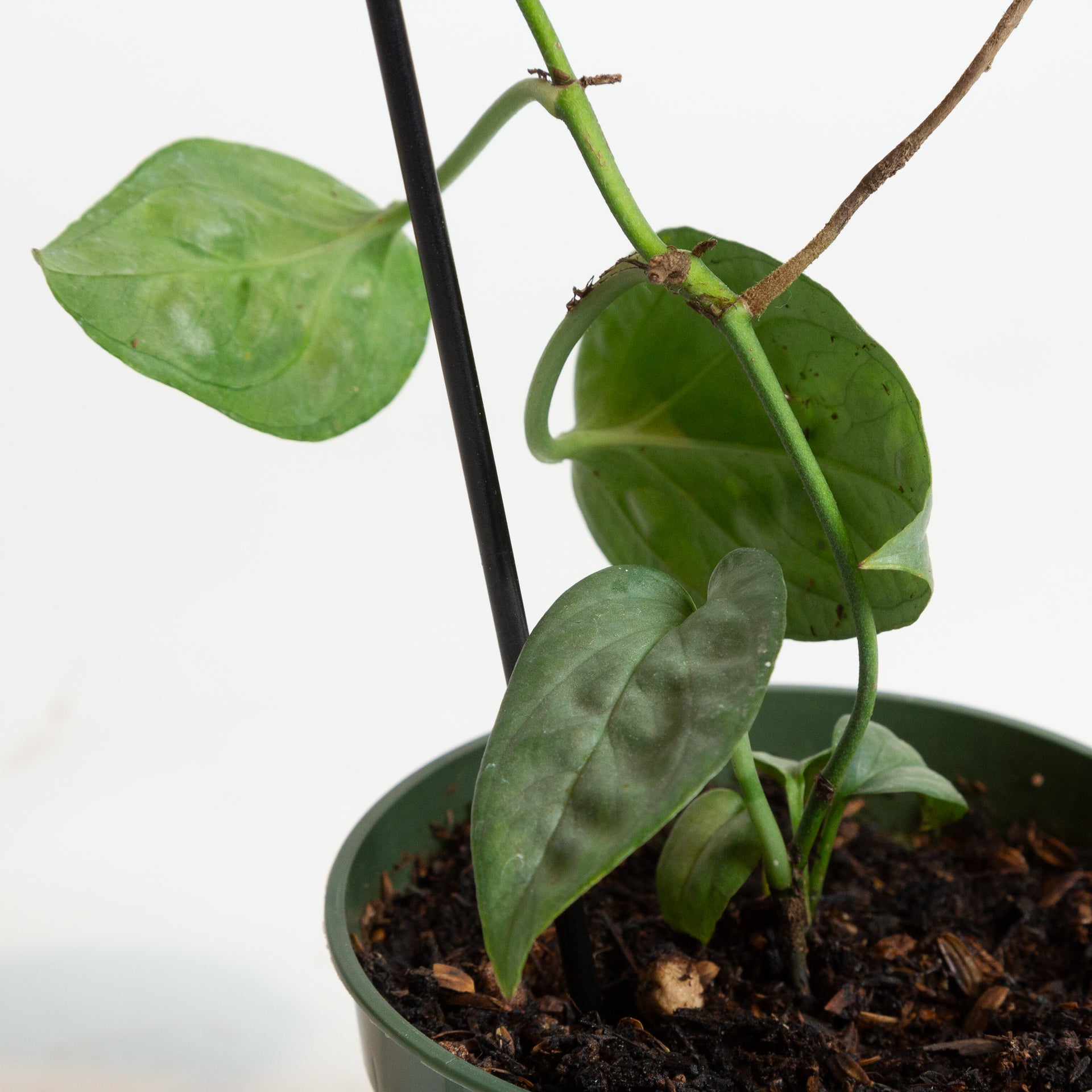 spiderman monstera plant Amydrium "Monstera" 'Spiderman' 4" X Long