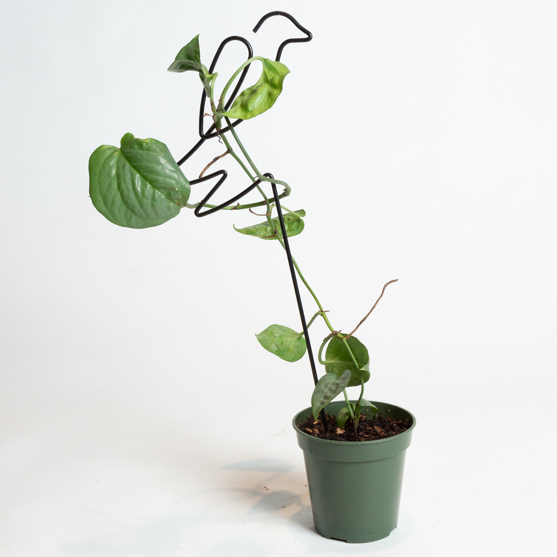 Amydrium 'Spiderman - Monstera' 4" X Long - Urban Sprouts