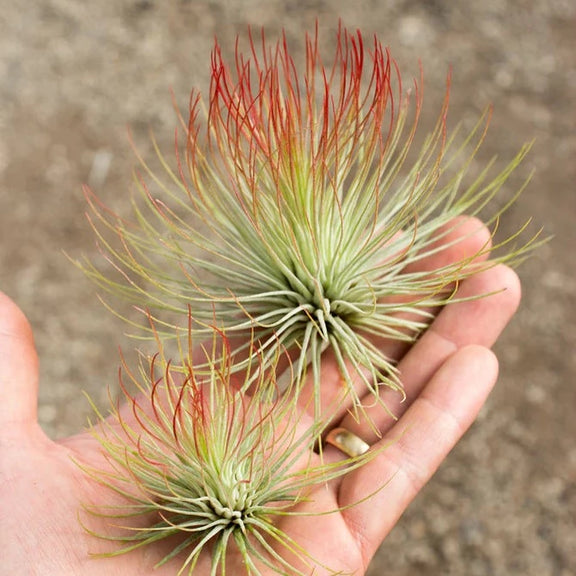 Air Plant 'Andreana - Red' 2-3" - Urban Sprouts