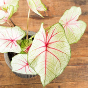Angel Wing 'White Queen' 6" - Urban Sprouts