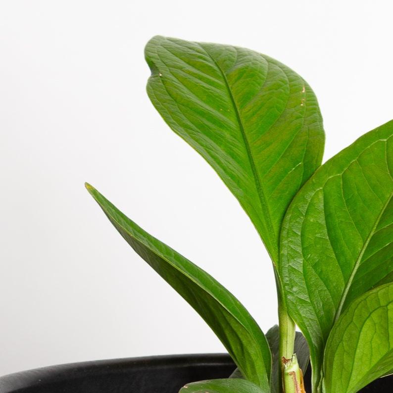 Anthurium 'Cobra' 4" - Urban Sprouts