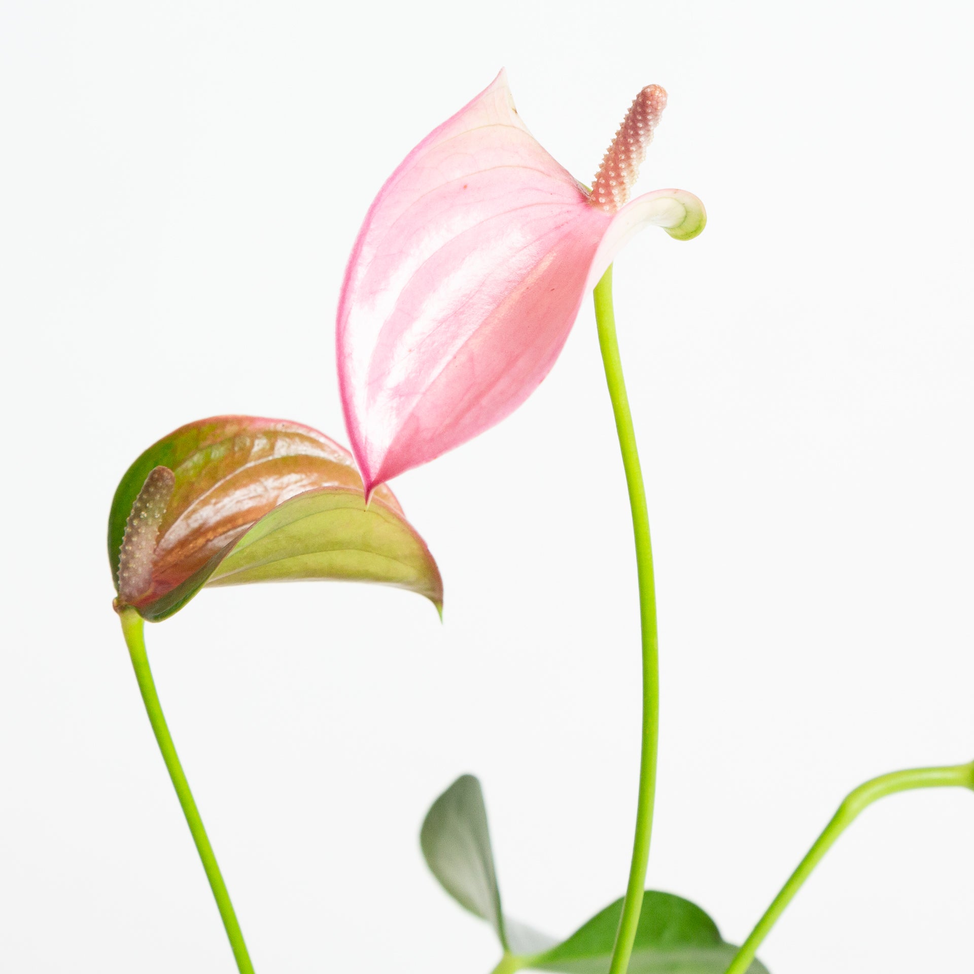 Flamingo Flower 'Oaxaca - Pink' 6" - Urban Sprouts