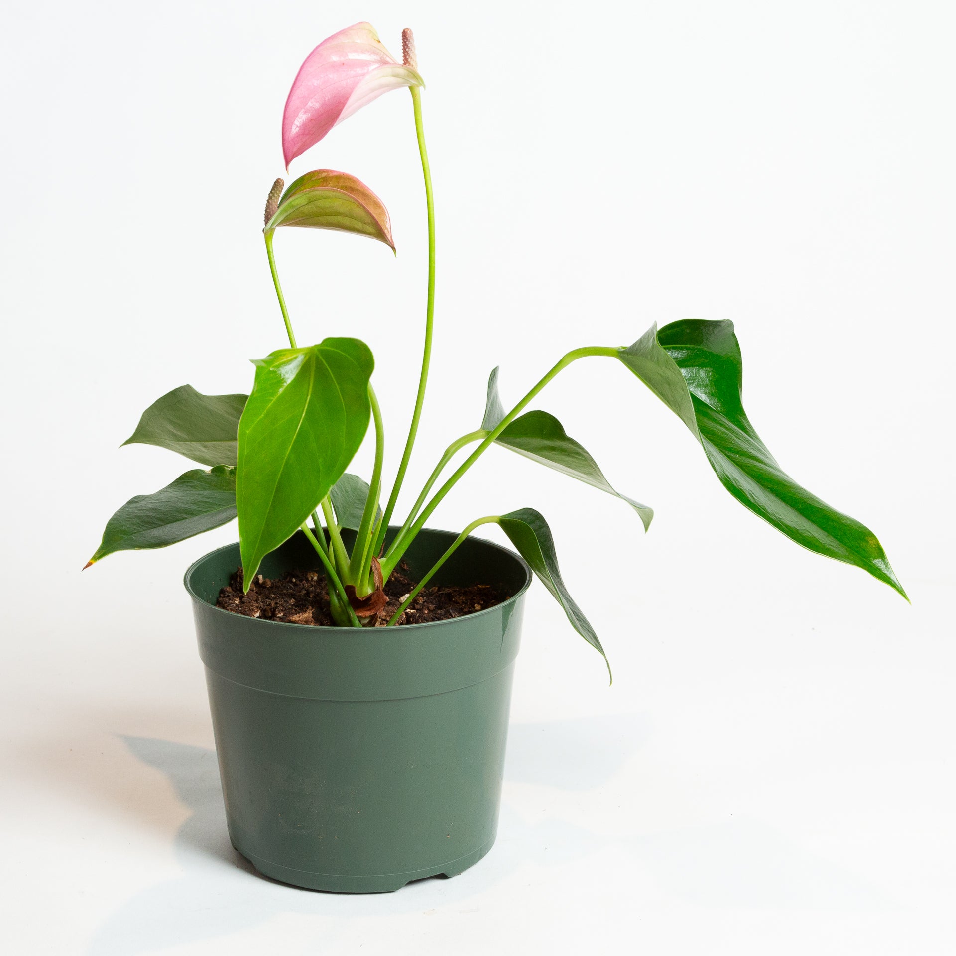Flamingo Flower 'Oaxaca - Pink' 6" - Urban Sprouts