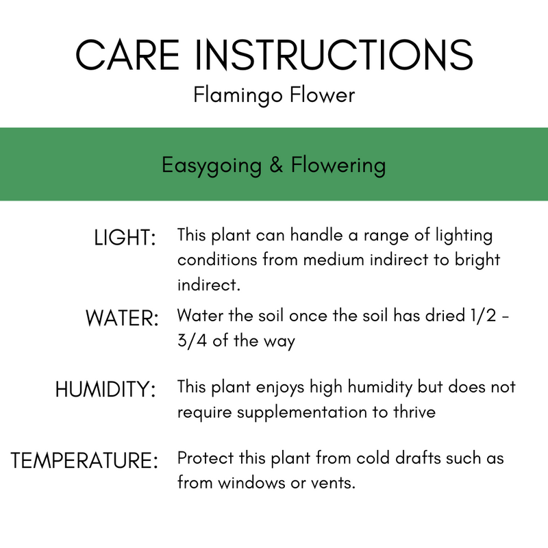 Flamingo Flower 'Oaxaca' 8"