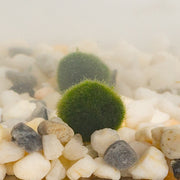 Aquatic - Marimo 1-2 year .5"