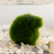 Aquatic - Marimo 2-3 year .5-1"