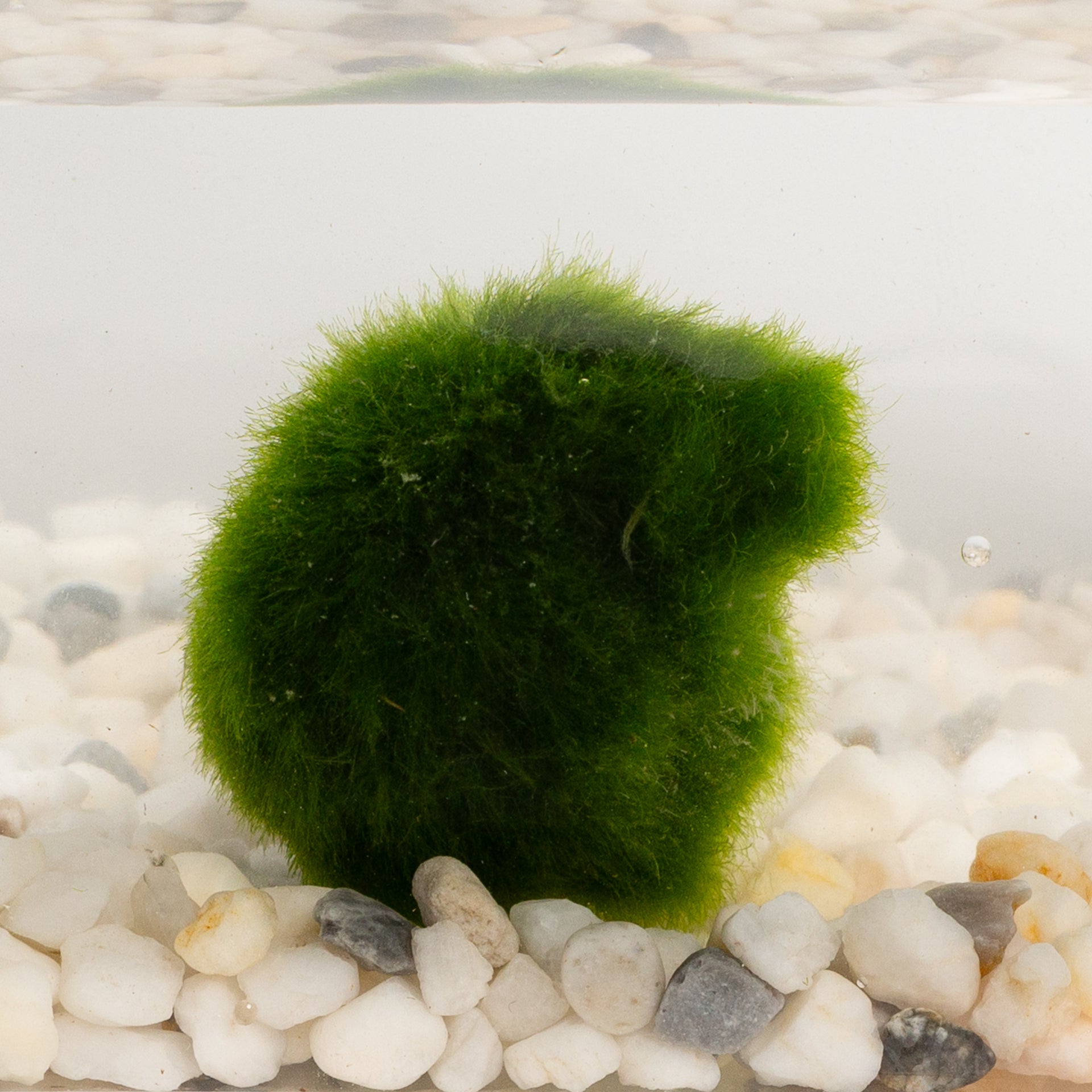 Aquatic - Marimo 2-3 year .5-1"