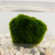 Aquatic - Marimo 3-4 year 1.5-2"