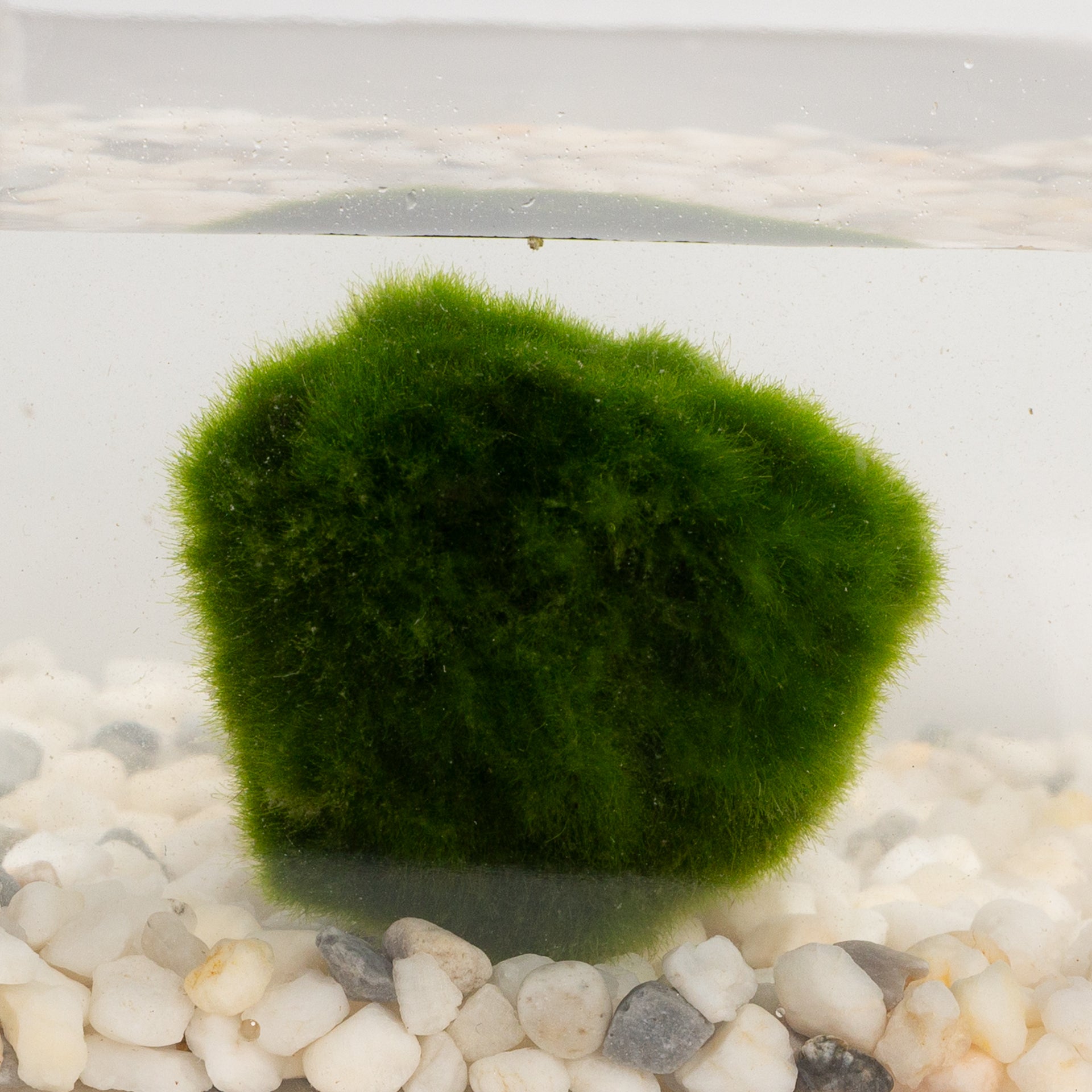 Aquatic - Marimo 3-4 year 1.5-2"