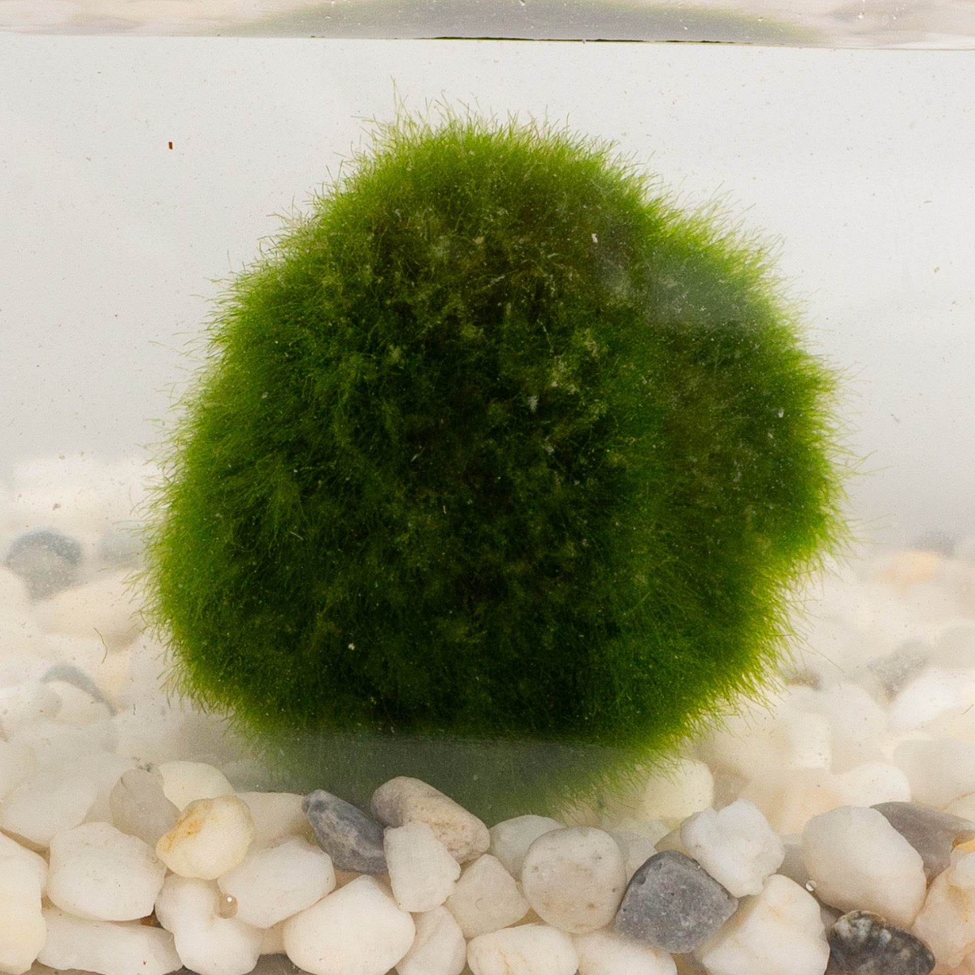 Aquatic - Marimo 4-5 year 2-2.5"