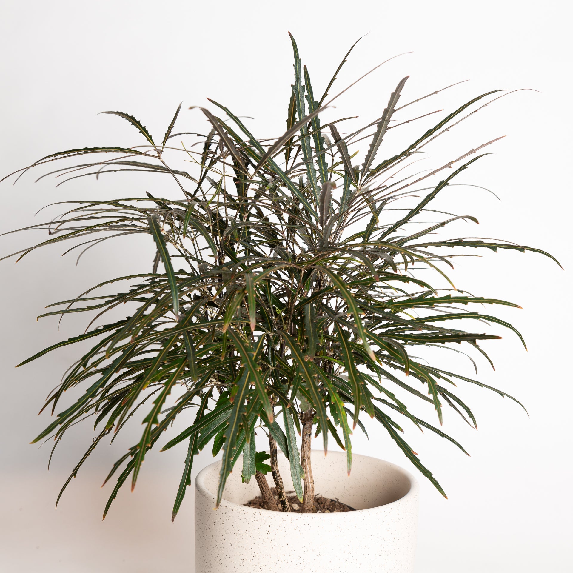 Aralia 'False' 6" X Full - Urban Sprouts
