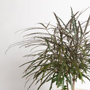 Aralia 'False' 6" X Full - Urban Sprouts