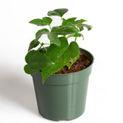 Aralia 'Japanese' 4" - Urban Sprouts