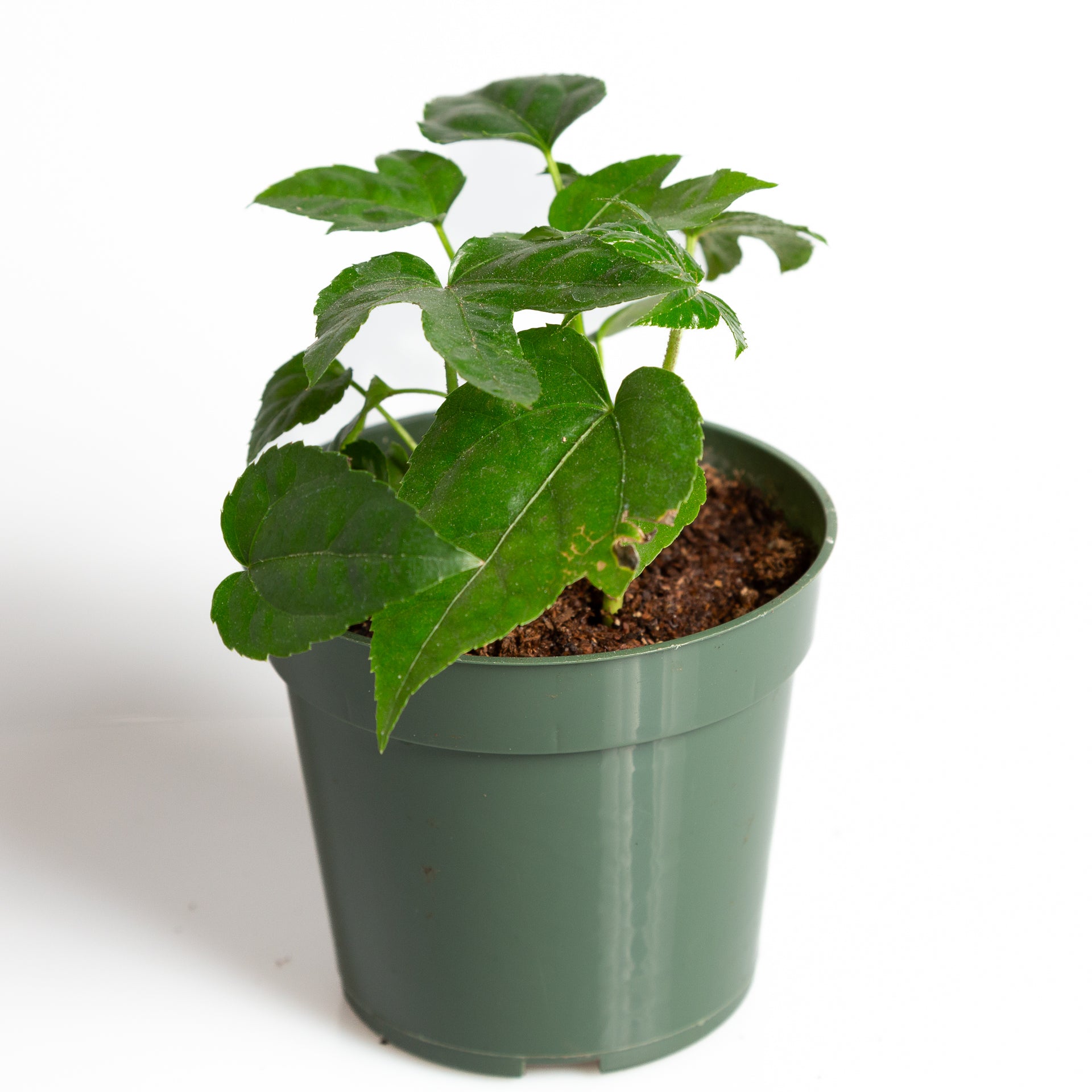 Aralia 'Japanese' 4" - Urban Sprouts