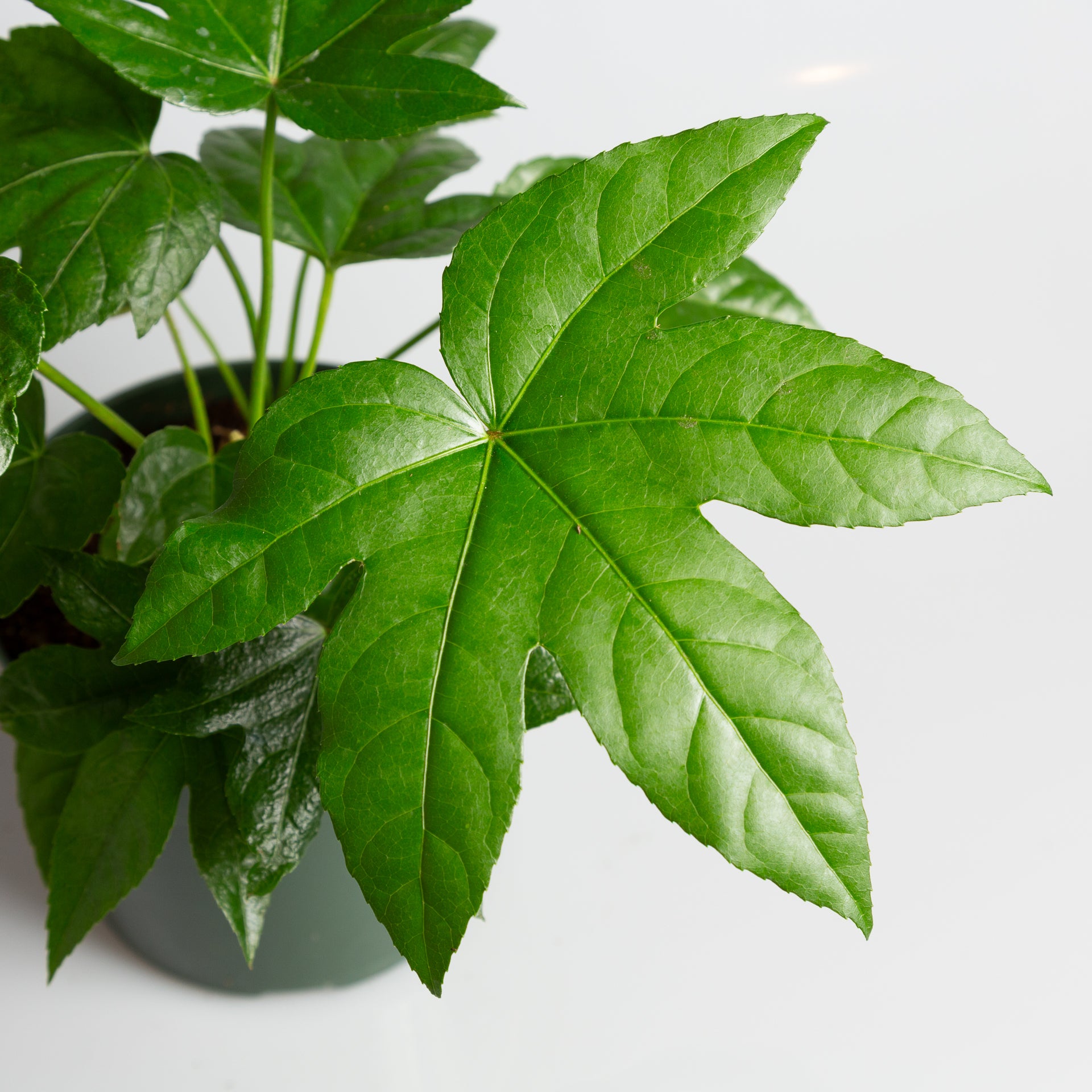 Aralia 'Japanese' 6" - Urban Sprouts