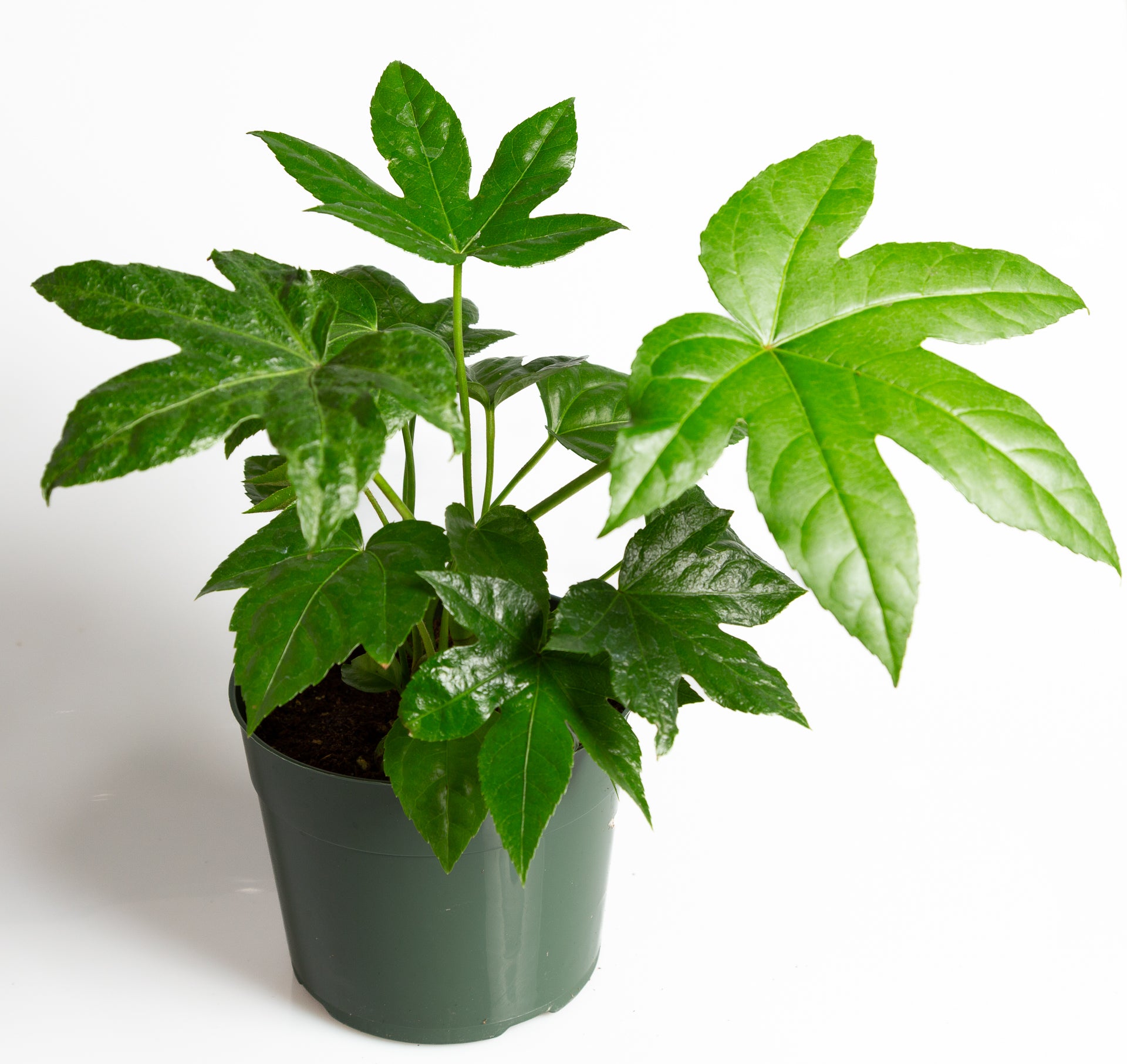 Aralia 'Japanese' 6" - Urban Sprouts