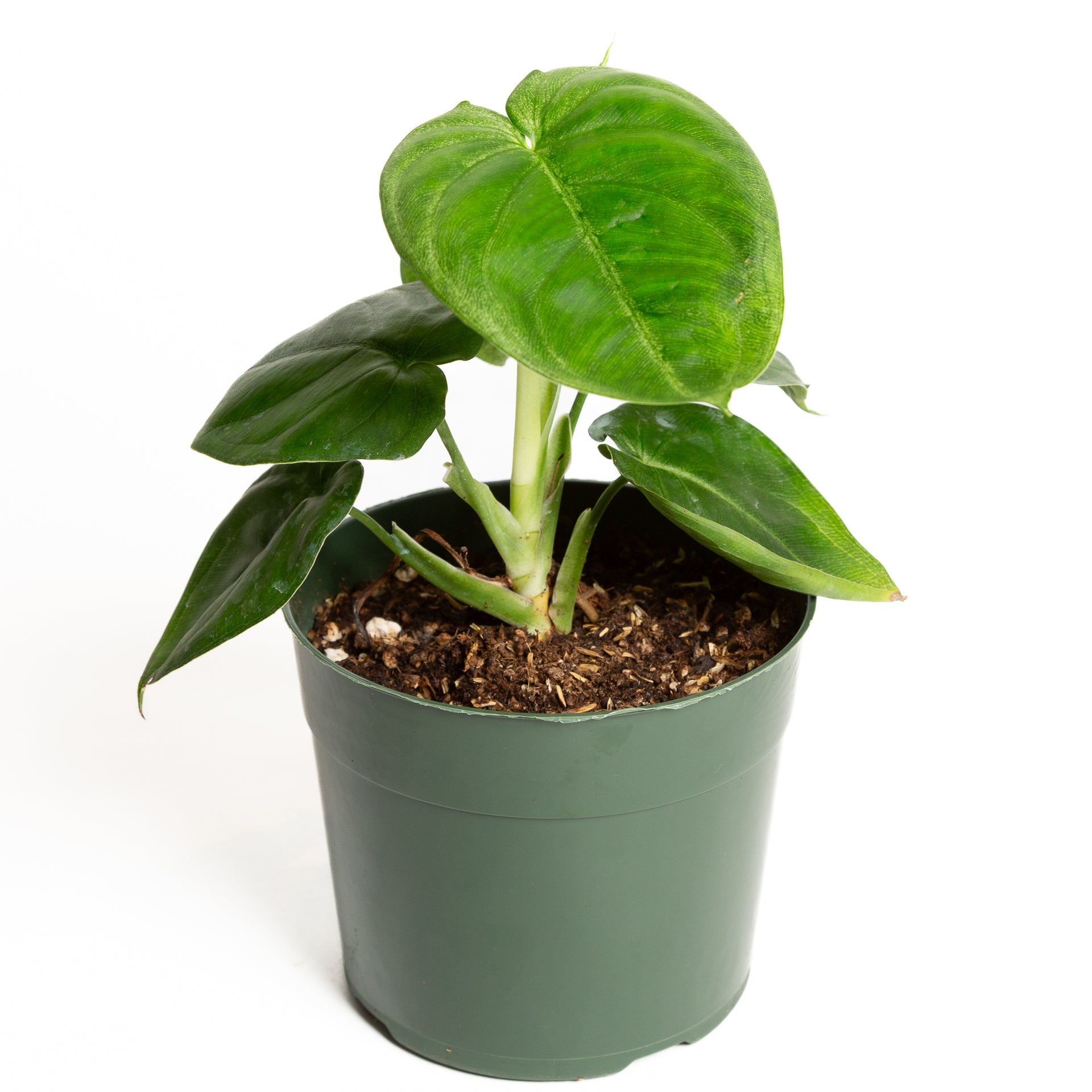 Arrowhead Vine 'Frosted Heart' 6" - Urban Sprouts