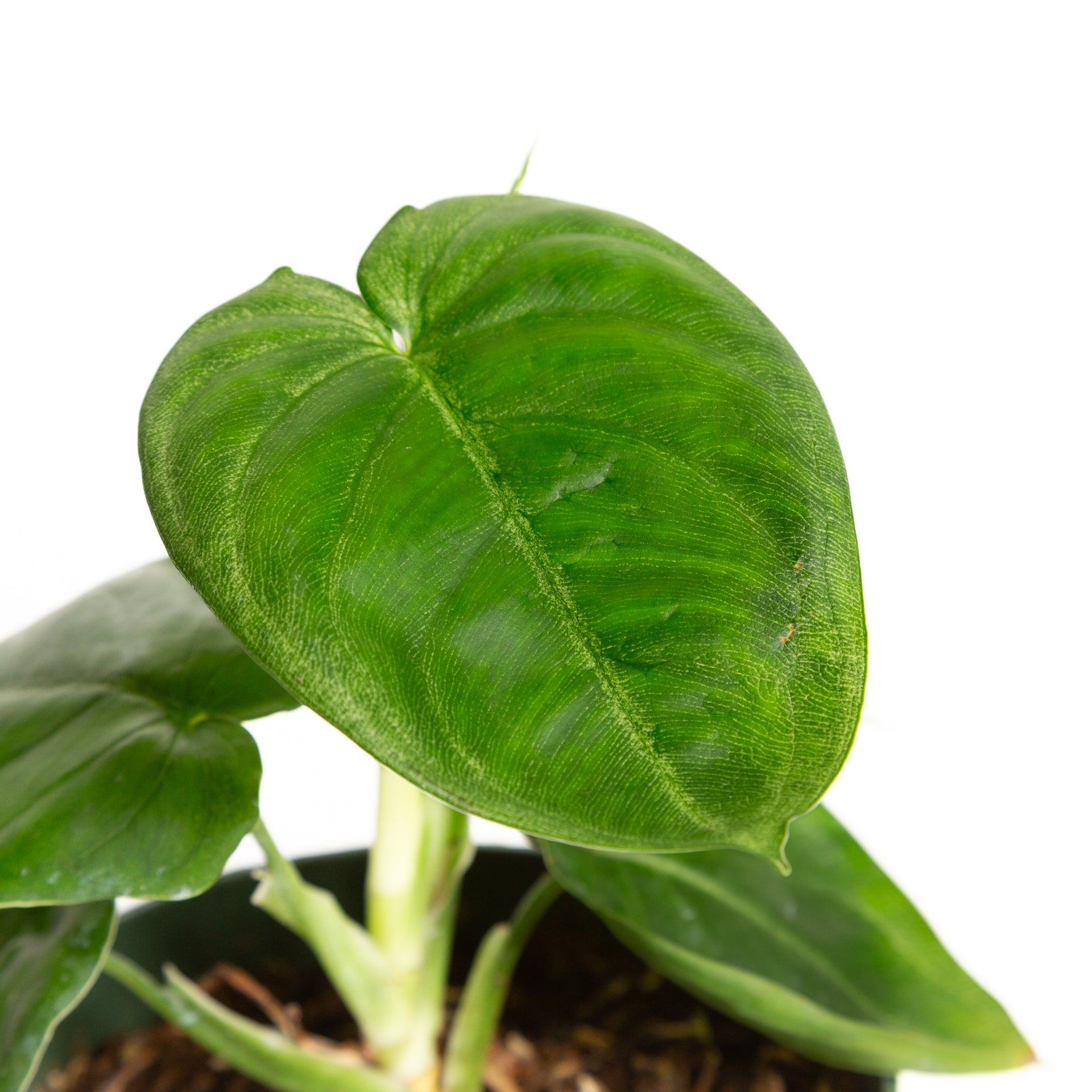 Arrowhead Vine 'Frosted Heart' 6" - Urban Sprouts