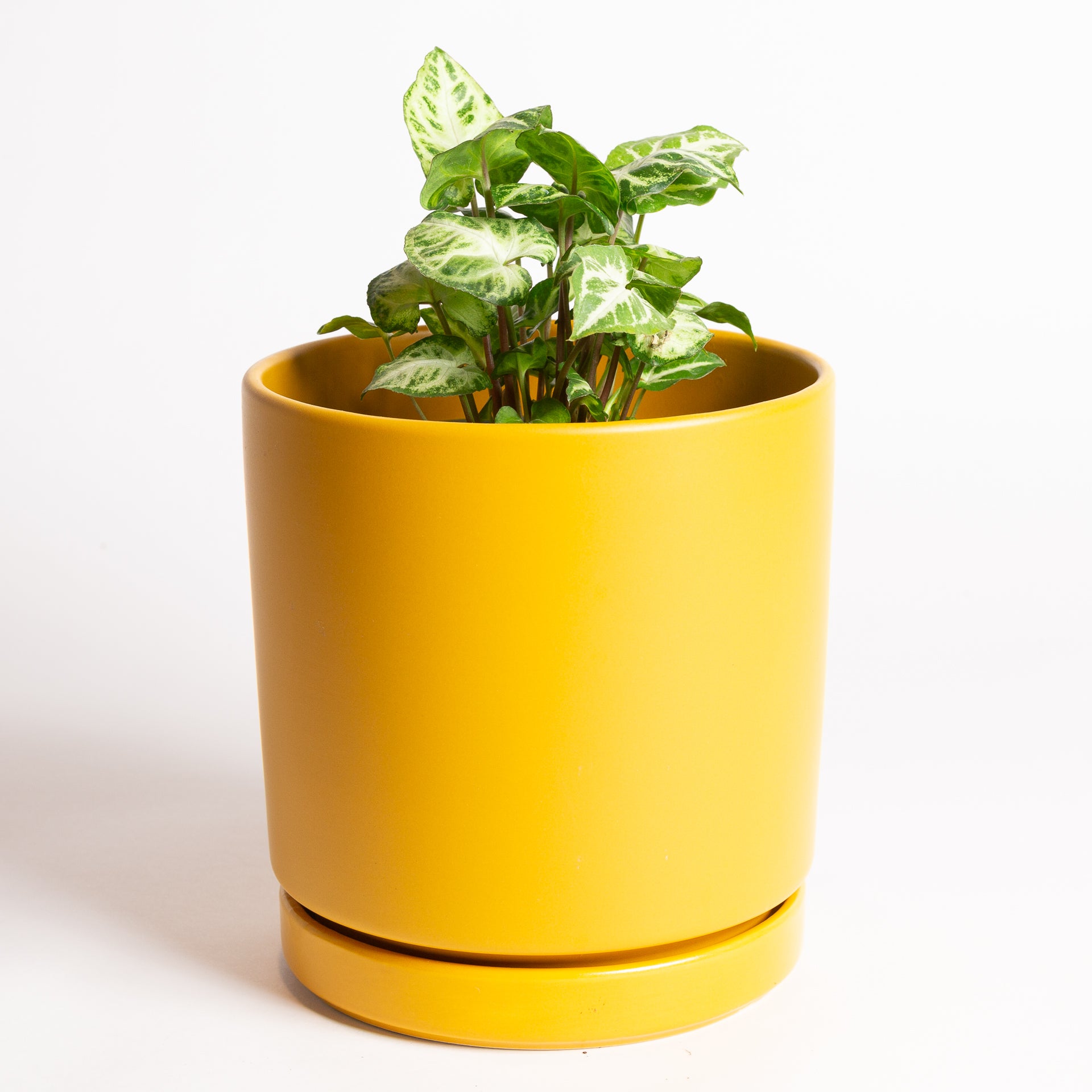 Arrowhead Vine 'Glo Go' 6" - Urban Sprouts