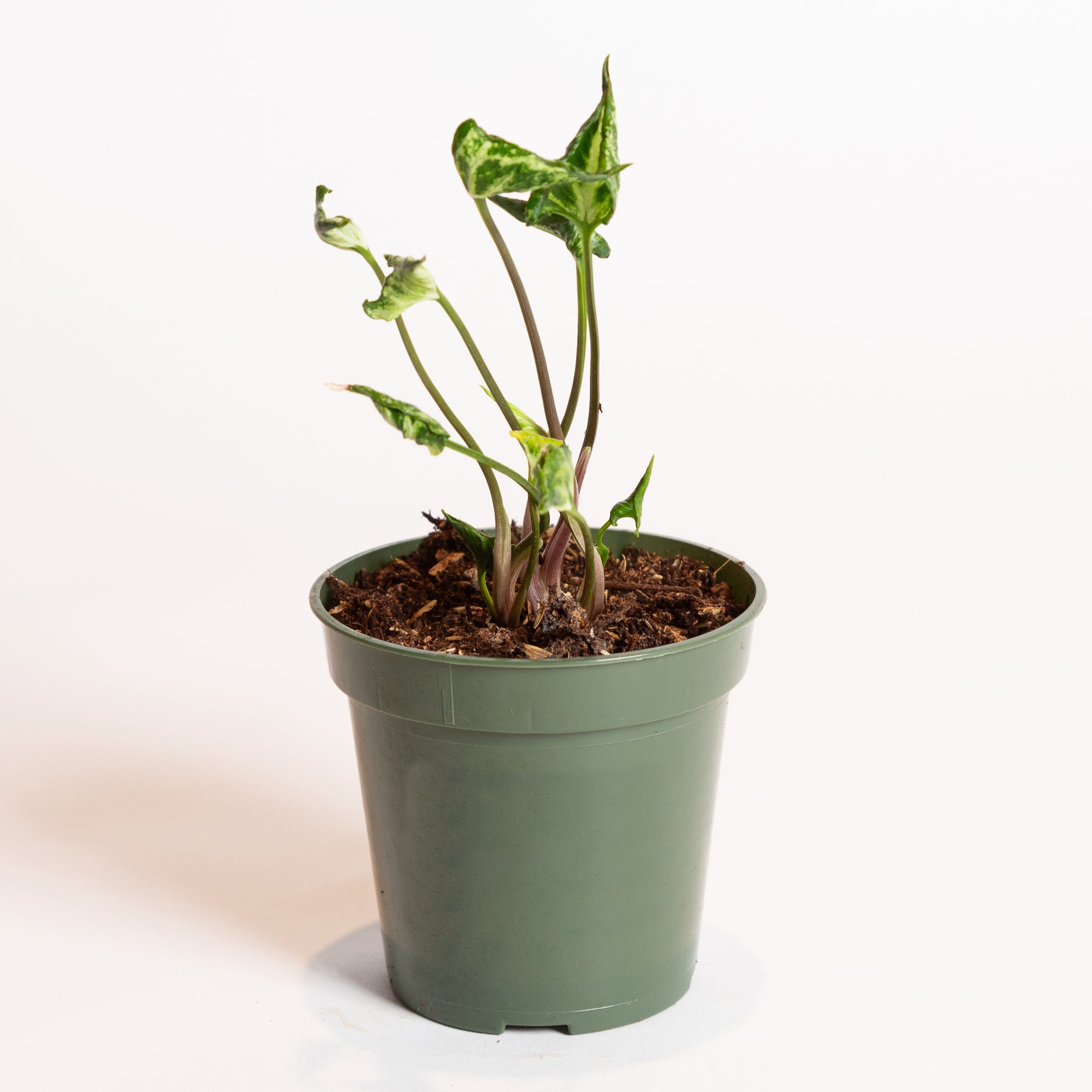 Arrowhead Vine 'Godzilla' 4" - Urban Sprouts