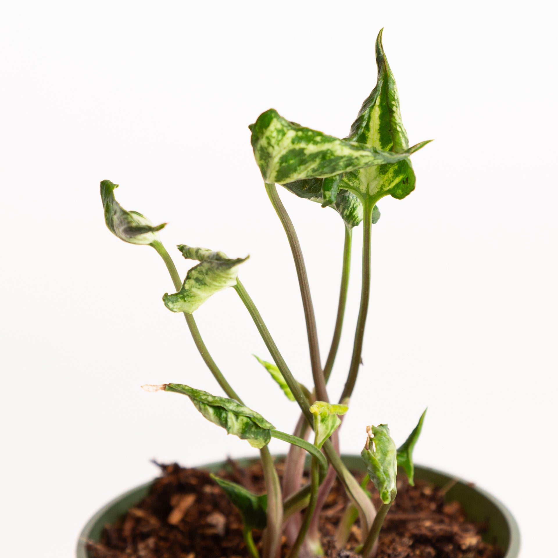Arrowhead Vine 'Godzilla' 4" - Urban Sprouts