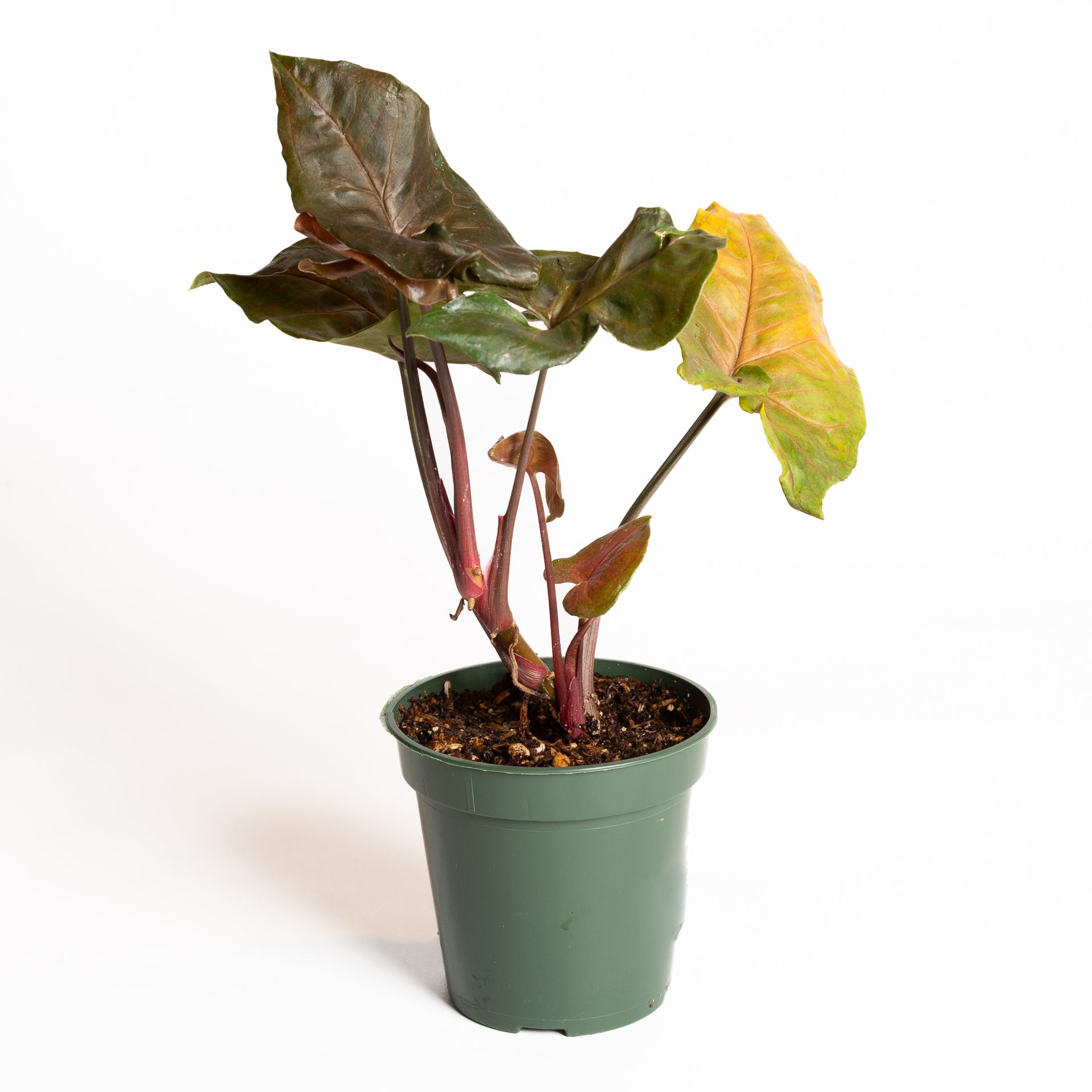 Arrowhead Vine 'Merry Maria' 6" - Urban Sprouts