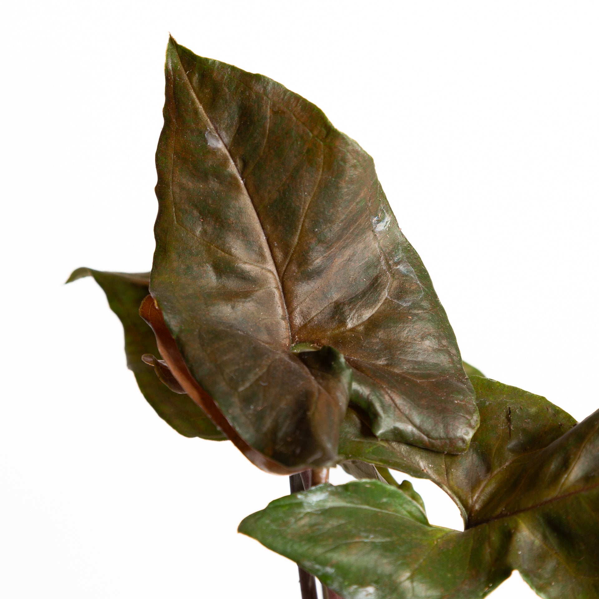 Arrowhead Vine 'Merry Maria' 6" - Urban Sprouts