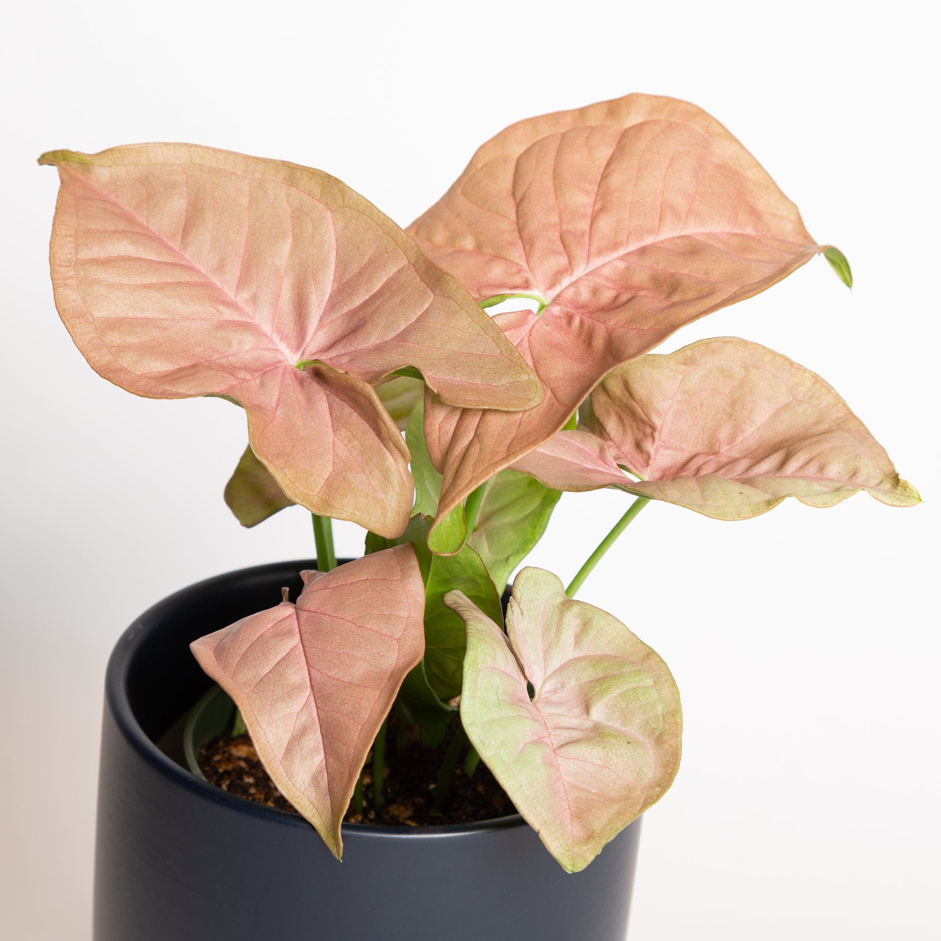 Arrowhead Vine 'Neon' 4" - Urban Sprouts