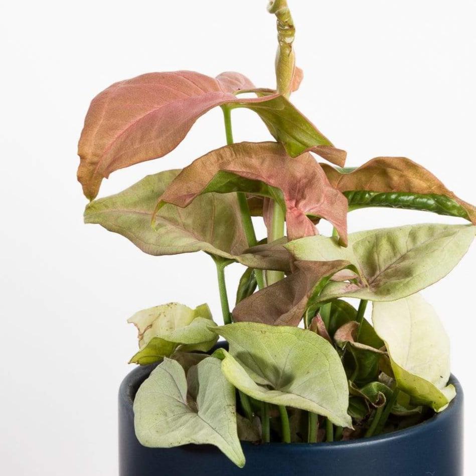 Arrowhead Vine 'Neon' 4" - Urban Sprouts