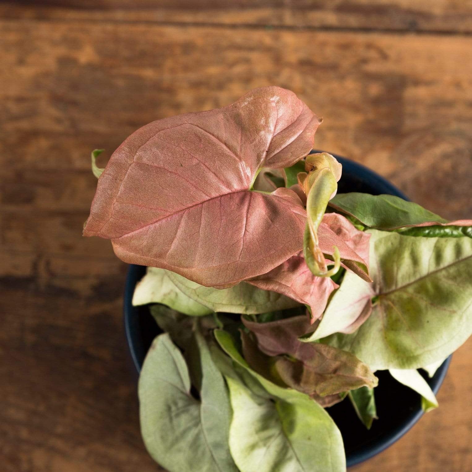 Arrowhead Vine 'Neon' - Urban Sprouts