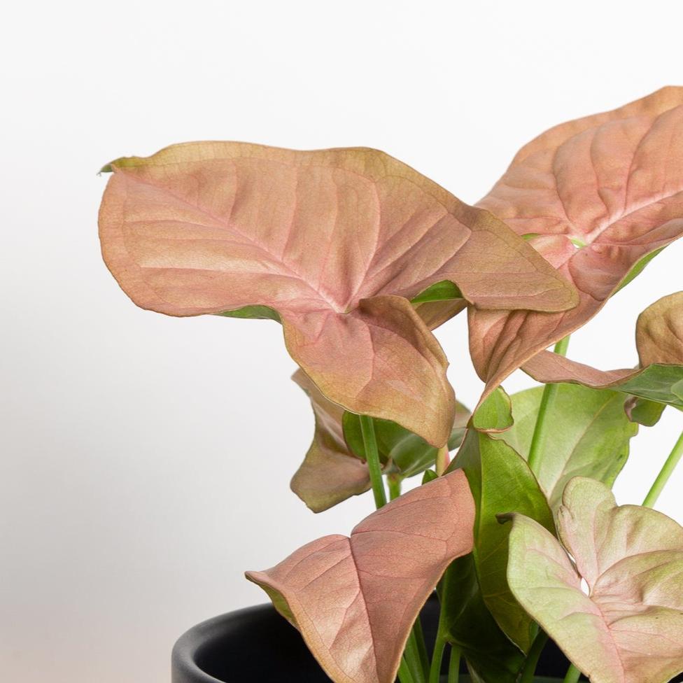 Arrowhead Vine 'Neon' 4" - Urban Sprouts