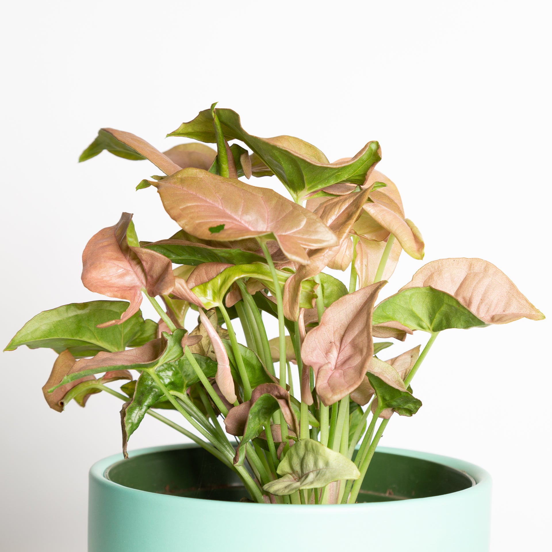 Arrowhead Vine 'Neon' 6" - Urban Sprouts