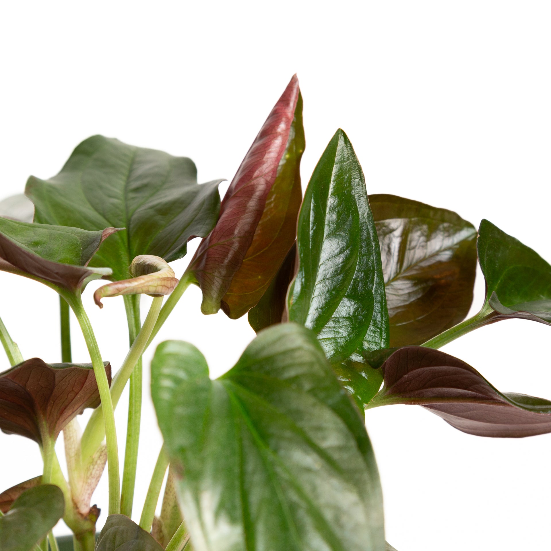 Arrowhead Vine 'Red Arrow' 6" - Urban Sprouts