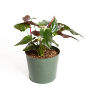 Arrowhead Vine 'Red Arrow' 6" - Urban Sprouts