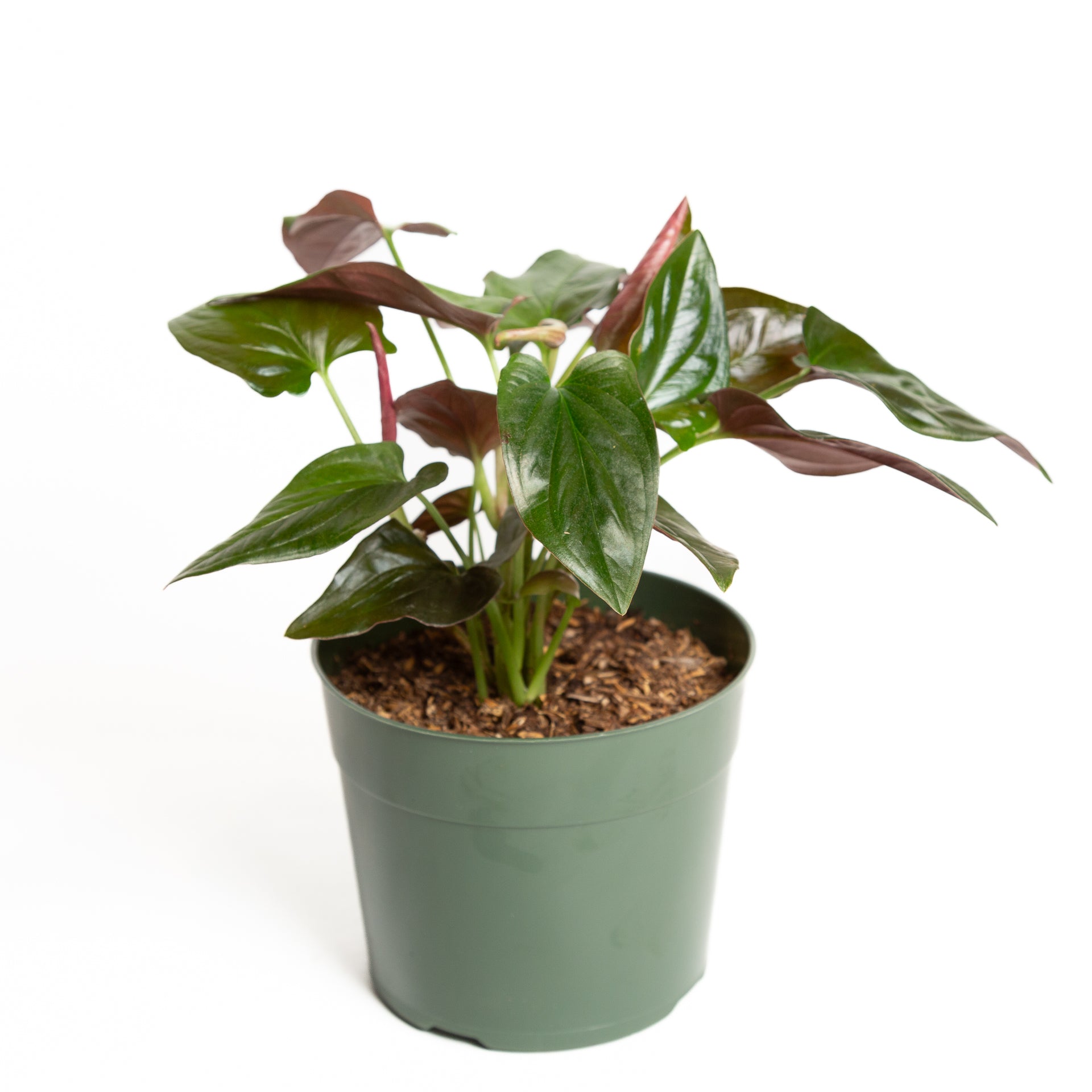 Arrowhead Vine 'Red Arrow' 6" - Urban Sprouts