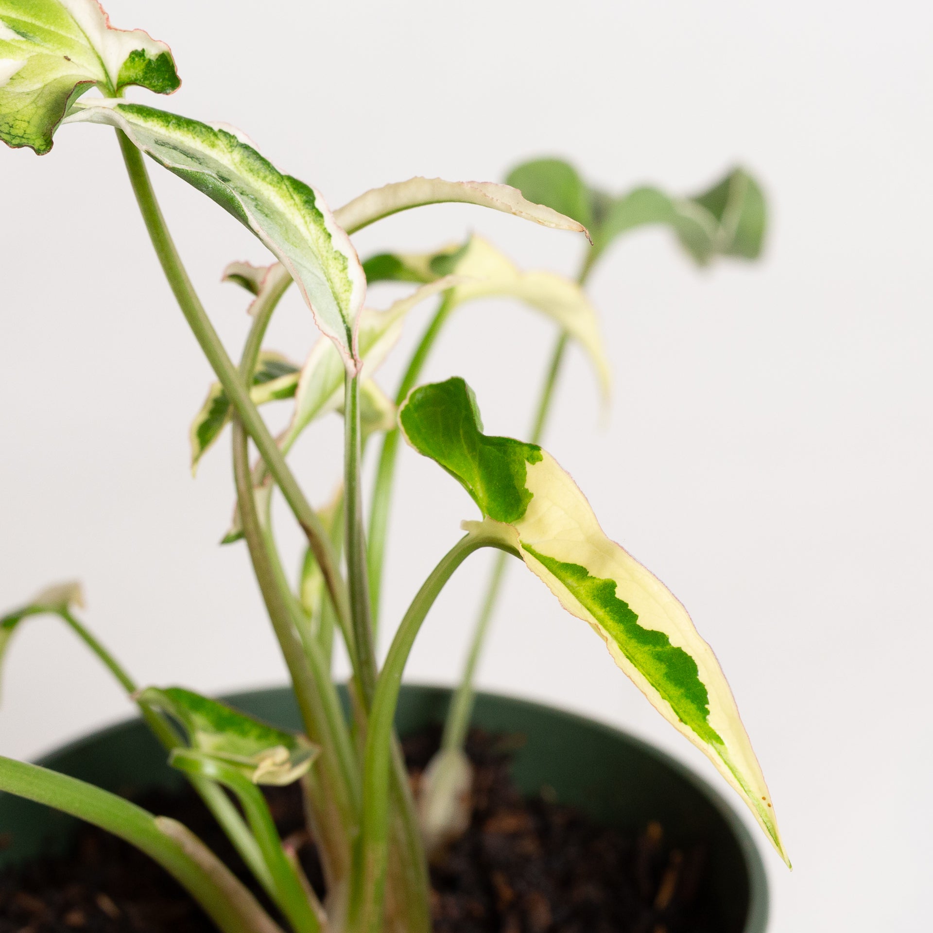 Arrowhead Vine 'Starlite' 4" - Urban Sprouts