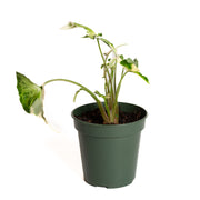 Arrowhead Vine 'Starlite' 4" - Urban Sprouts