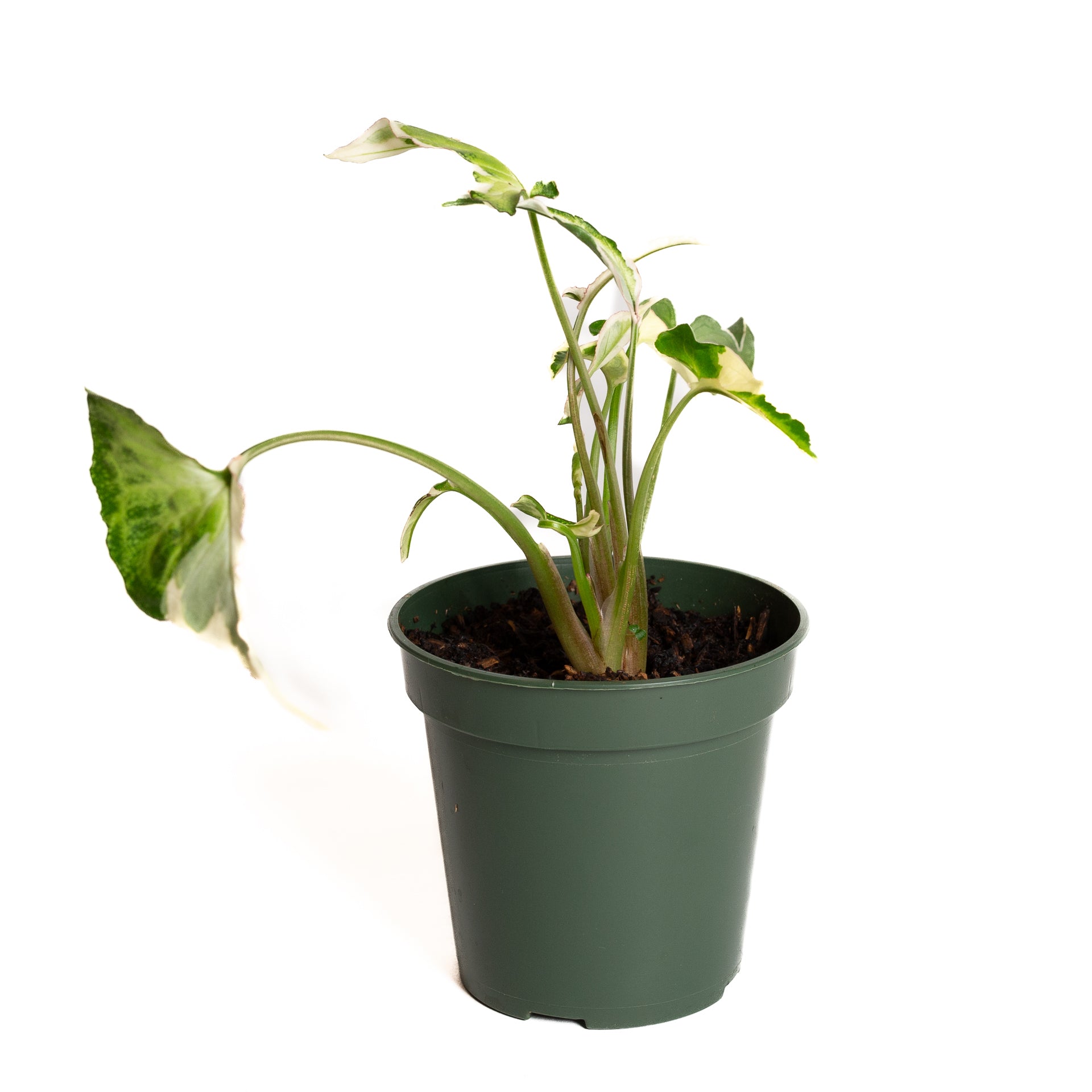 Arrowhead Vine 'Starlite' 4" - Urban Sprouts