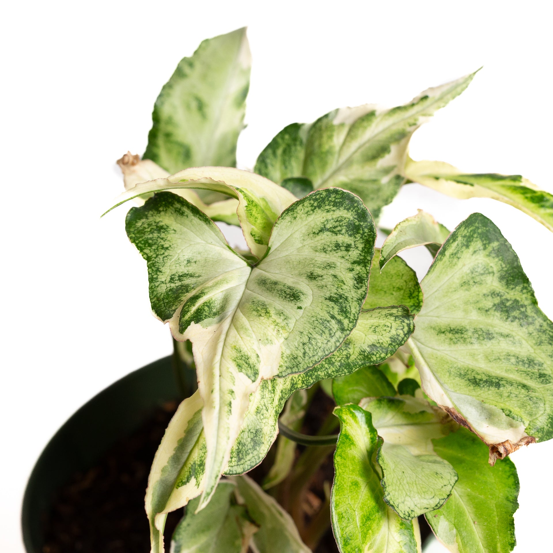 Arrowhead Vine 'Starlite' 6" - Urban Sprouts