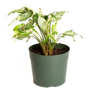 Arrowhead Vine 'Starlite' 6" - Urban Sprouts