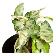 Arrowhead Vine 'Starlite' 6" - Urban Sprouts