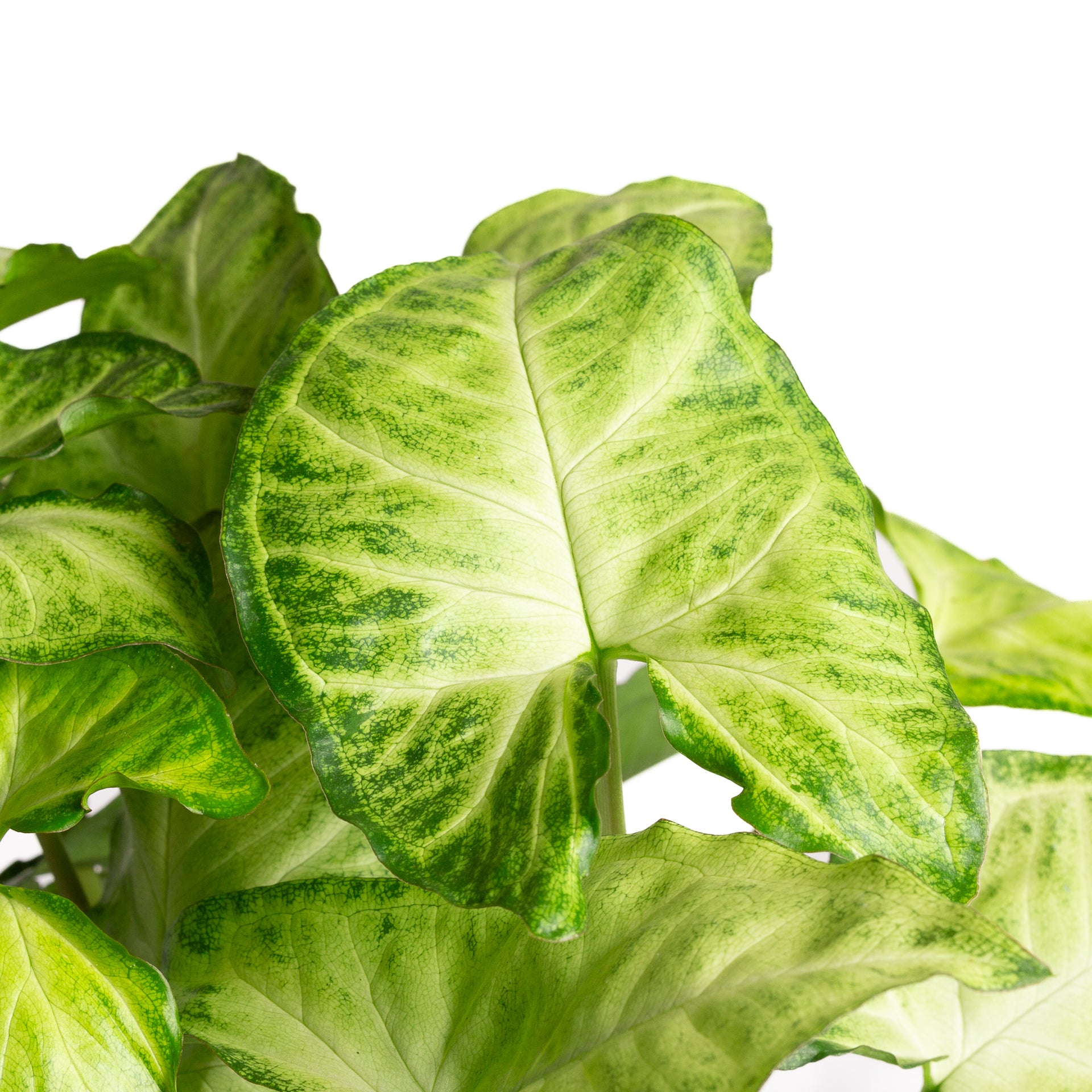 Arrowhead Vine 'White Butterfly' 4" - Urban Sprouts
