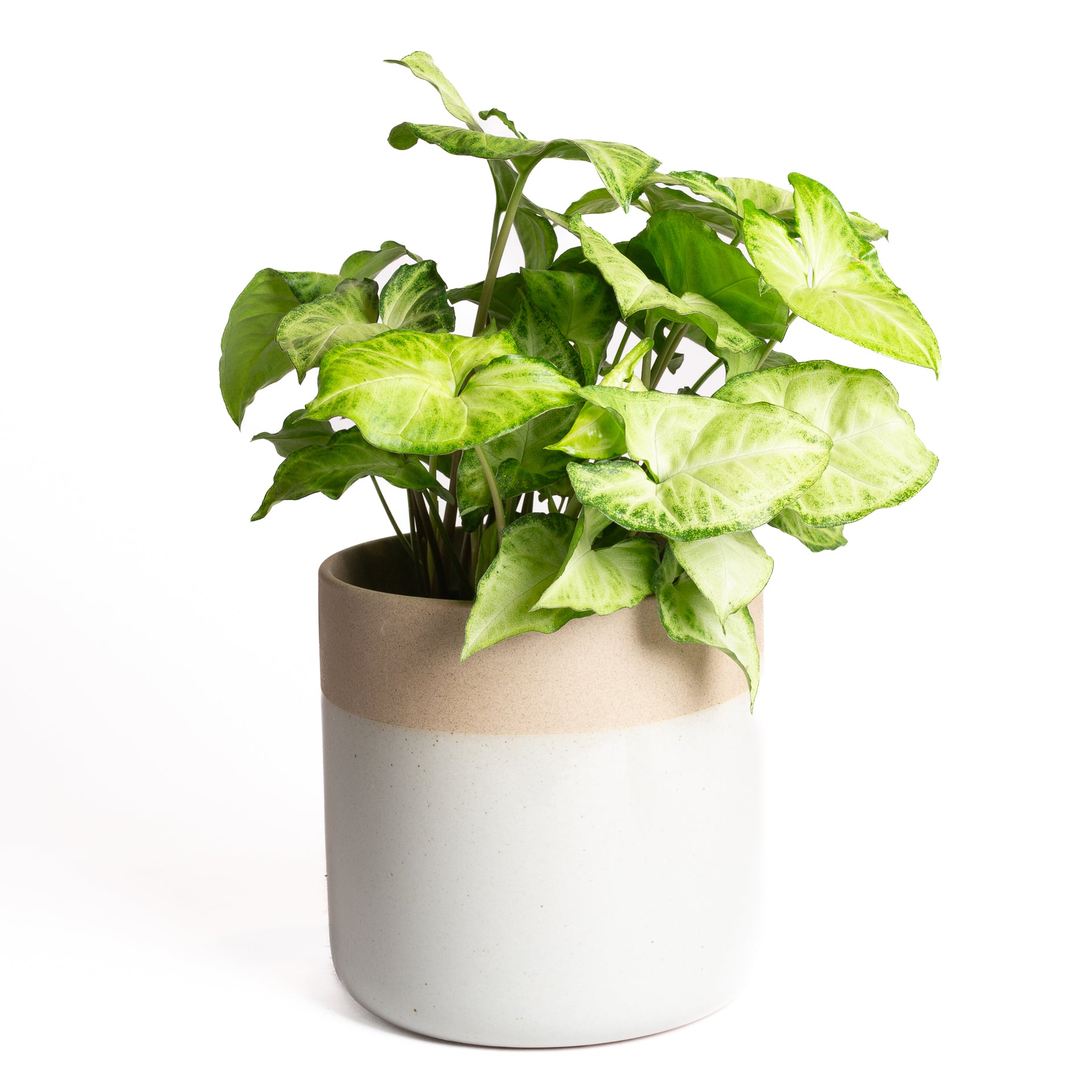 Arrowhead Vine 'White Butterfly' 4" - Urban Sprouts
